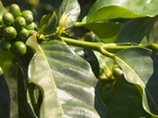 Cerejas da planta Coffea