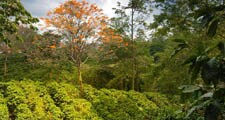 As plantas de café são cultivadas nas partes tropicais e sub-tropicais do mundo.